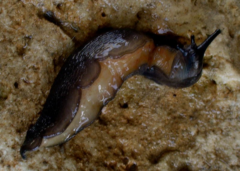 Limax nero delle Apuane (Limax sp 3 della checklist)